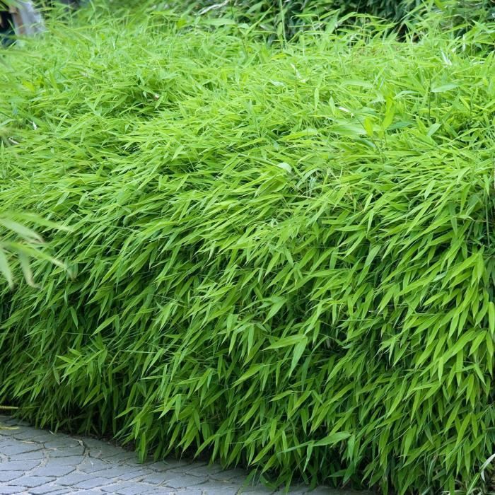 Fargesia Rufa (Pot de 14cm, Hauteur 50-60cm) - Bambou non envahissant et rustique
