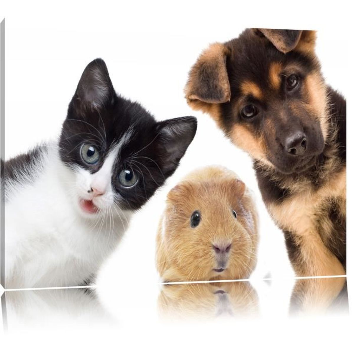 Toile Imprime Drole Trio Chien Chat Meerschwein Completement Encadrees Avec Civiere Wall Art Print Sur Le Cadreformat 1x80cm Achat Vente Tableau Toile Cdiscount