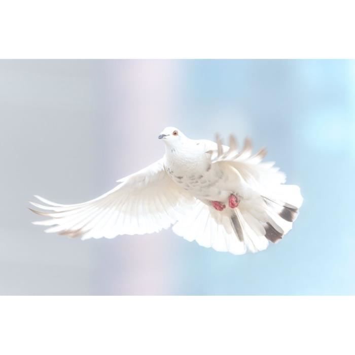Poster Plume blanche oiseau