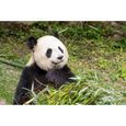 Tick'nBox – Coffret Cadeau - ZooParc de Beauval - 2 journées & 2 Nuits pour 2 Personnes dans Le 4e Plus Beau Zoo du Monde-2