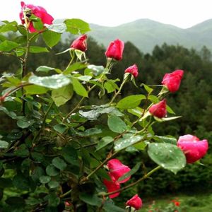 100pcs Graines De Rose Rouge Diy Jardin En Pot Fleur Jardin