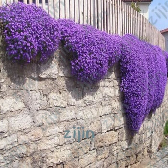 Version Pourpre - 100 Pièces-Sac Rampant Thym Bonsaï, Couleur Rare Roche Plante De Cresson Vivace Couvre-Sol Fleur Croissance
