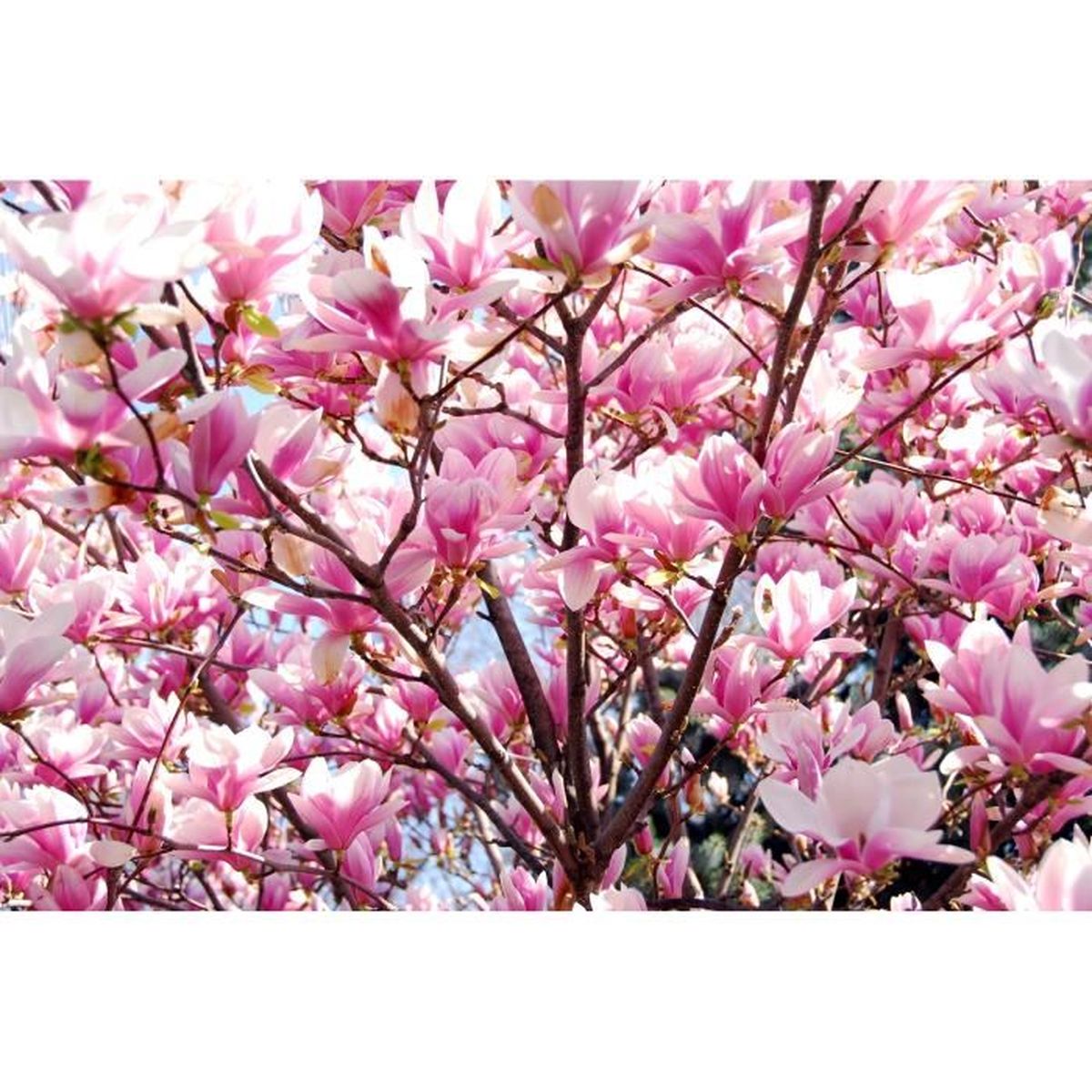 Scarica Gratis Images Papier Peint Photo Intisse 202507 Fleur De Cerisier 300x223 Cm 6 le plus cool par