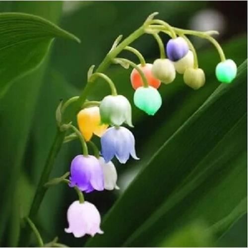 Ou Acheter Des Graines De Muguet Lot De 10 Graines De Muguet Multicolore Rare Fleurs Achat