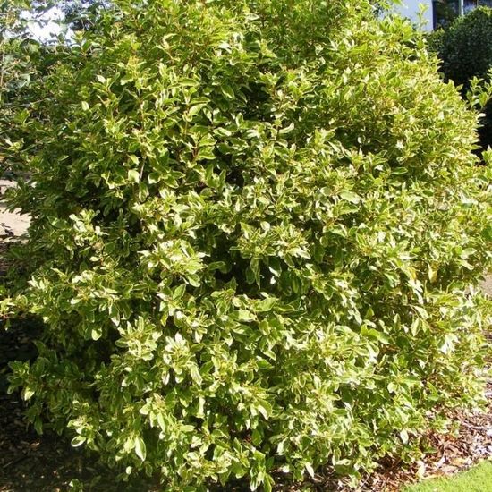 Quand Tailler Les Lauriers Tin Viburnum Tinus Variegatum Laurier Tin Panache Achat Vente