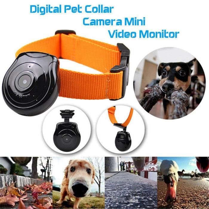 Collier caméra vidéo enregistreur moniteur pour chat chien animal