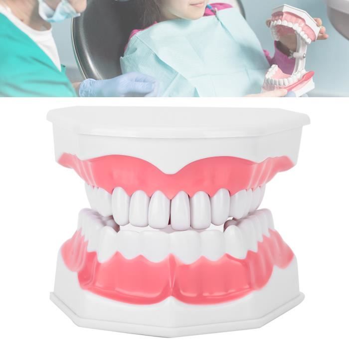 Modèle De Dents Dentaires (Typodont) Pour Démonstration & Enseignement - Orthodontie, Dentisterie - Neuf