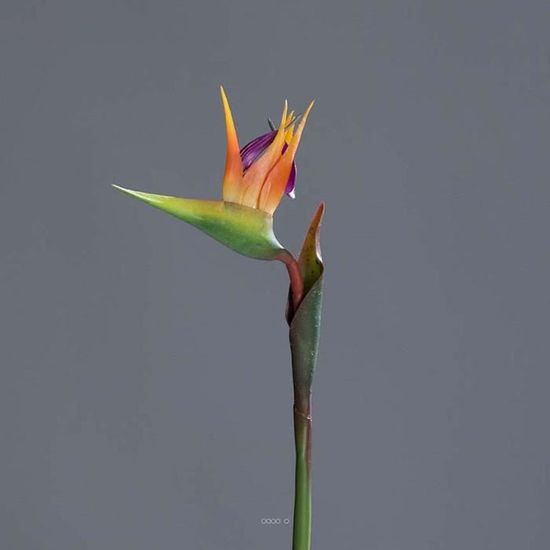 Strelitzia Arabica Artificiel H 62 Cm Oiseau Du Paradis Tete