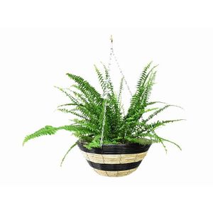 Kit De 4 Poulies Réglables Pour Plantes - Système De Suspension Rétractable Pour Paniers Et Pots