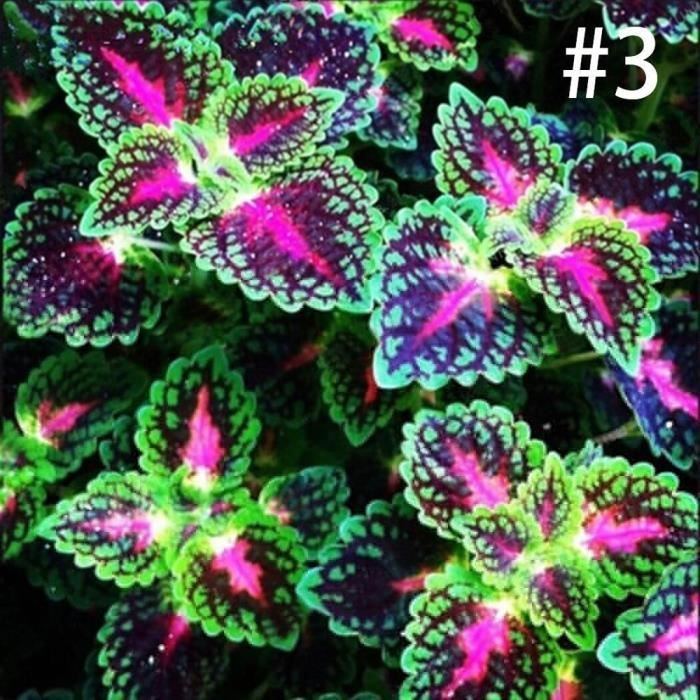 Couleur #3 - 100 pcs-Pochette Graines de Coléus Colioles Vieux Garçon Graines de Coleus Blumei Lamiacées Décor Pour Jardin Balcon