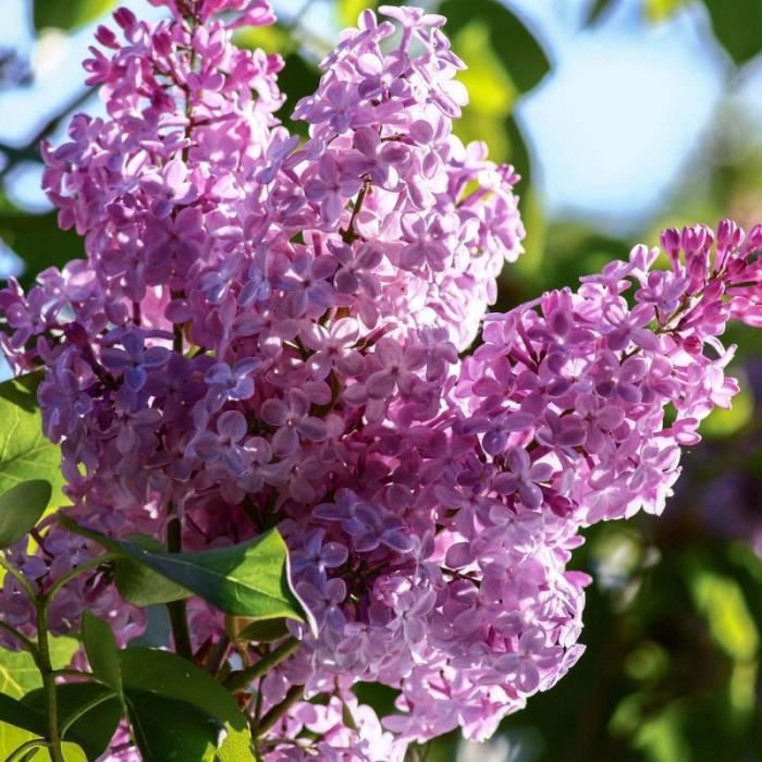 Lilas Commun 'Belle de Nancy' (Syringa Vulgaris) Pot 3L - aille 20/40cm Rose