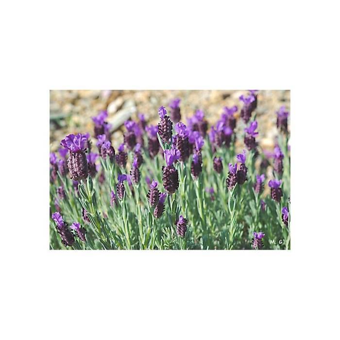 Comparer les prix de sachet graines Lavande Papillon Lavandula stoechas vilmorin-