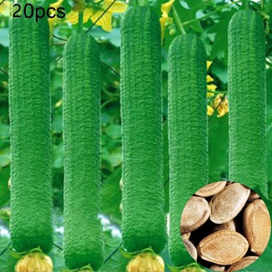 Graines De Seven Bonheur Luffa - Sachet De 1 Gramme - Idéal Pour Jardinage Et Plantations