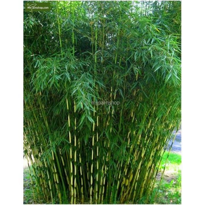 plante des arbres Bonsai Moso le taux bourgeonnement 95% lusine Bleu Promotion 50 graines / sac 5 couleurs Graines bambou 