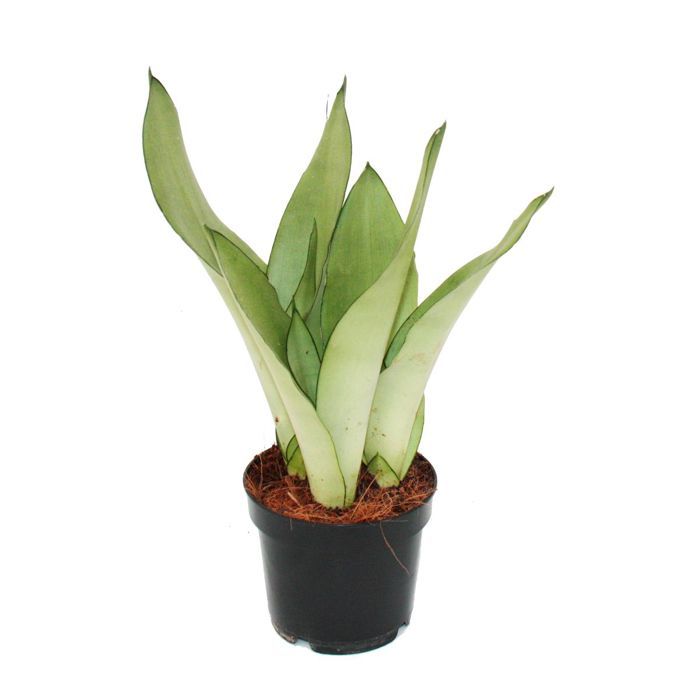 Buy mother-in-law's tongue Sansevieria trifasciata 'Moonshine': Delivery by Waitrose Garden