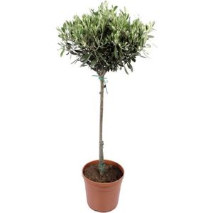 Hauteur 160-165cm Arbre fruitier Olea Europeana Olivier Pot /Ø 24cm