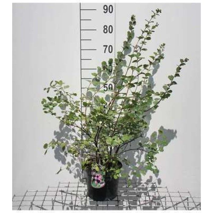 Symphorine 'White Hedge' En Pot 50-60 Cm - Arbuste à Fleurs Et Baies Blanches, Facile D'entretien