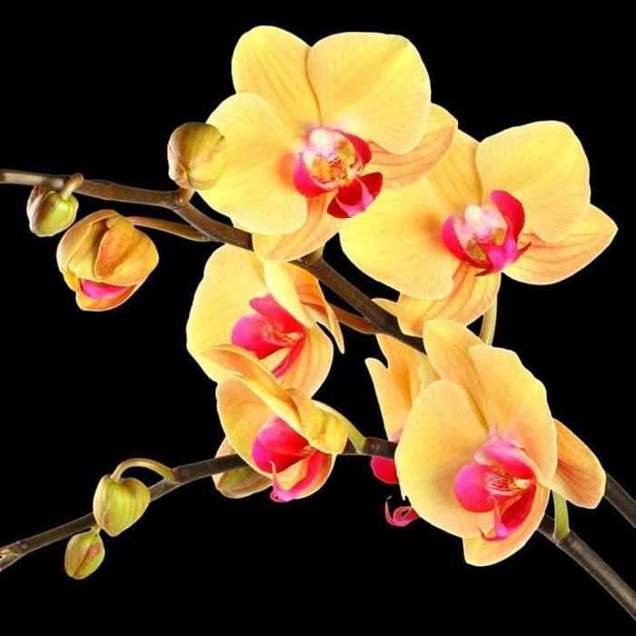 Graines D'orchidée Chat Vivaces - Couleurs Mélangées, Sans OGM, Faciles à Cultiver Pour Balcon, Jardin