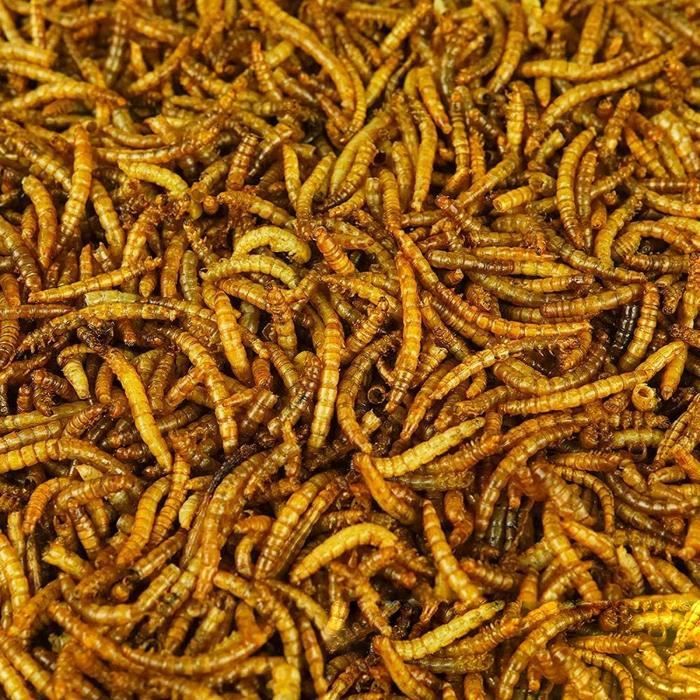 Comparer les prix de Vers de farine séchés (1kg)