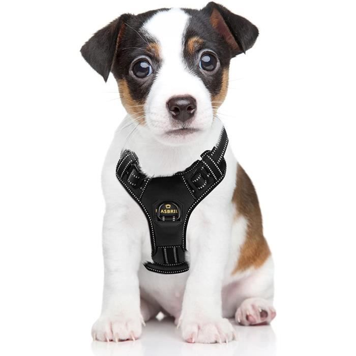 Harnais veste pour chien store