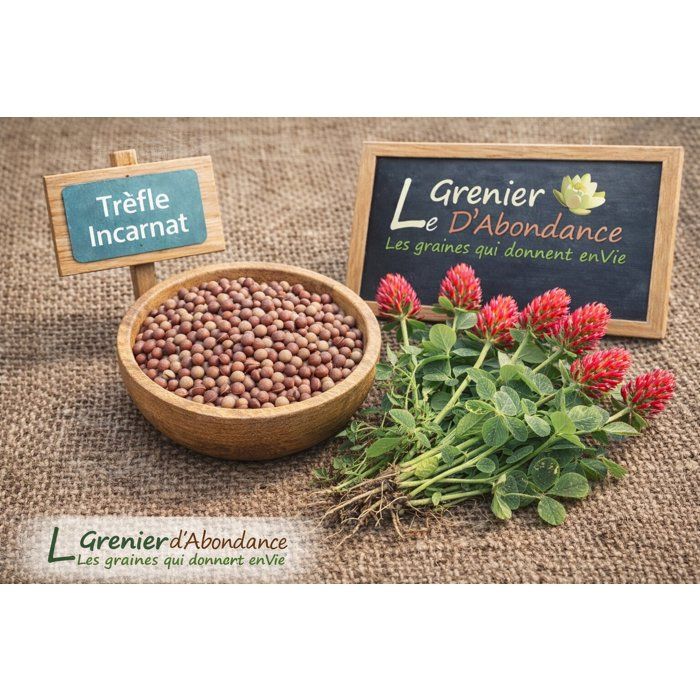 Graines De Trèfle Blanc - 50g Pour Sol Vivant Et Jardin Naturel | Couvre-sol Azoté, Prairie Fleurie, Engrais Vert - 10