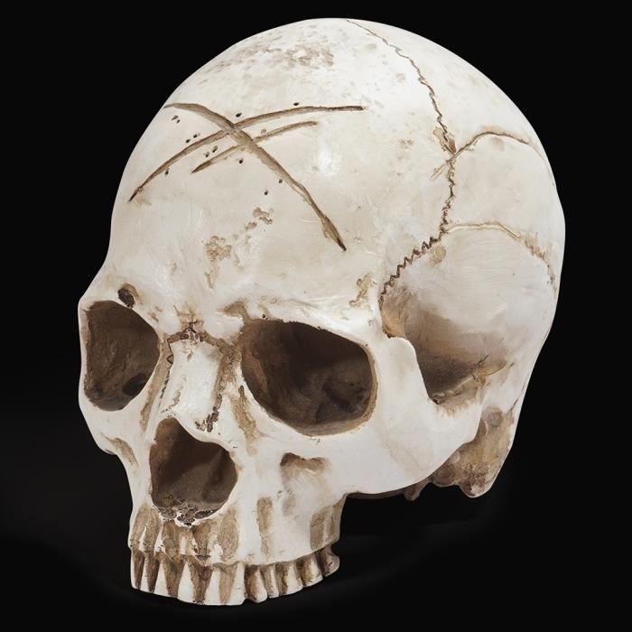 Maquette anatomique du crâne humain - blanche