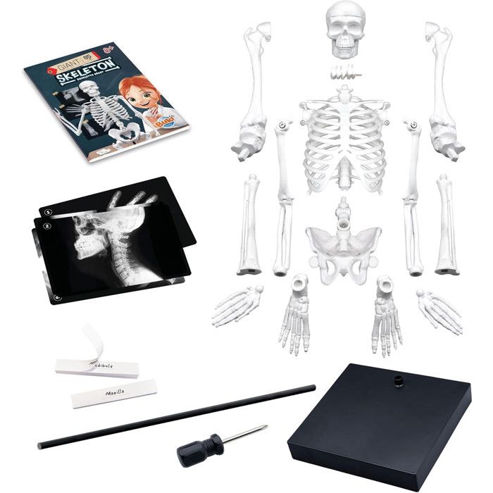 Buki 2181 Squelette 85cm cadeau d'anniversaire idéal pour petit scientifique Buki 2181 Squelette 85cm cadeau d'anniversaire idéal pour petit scientifique