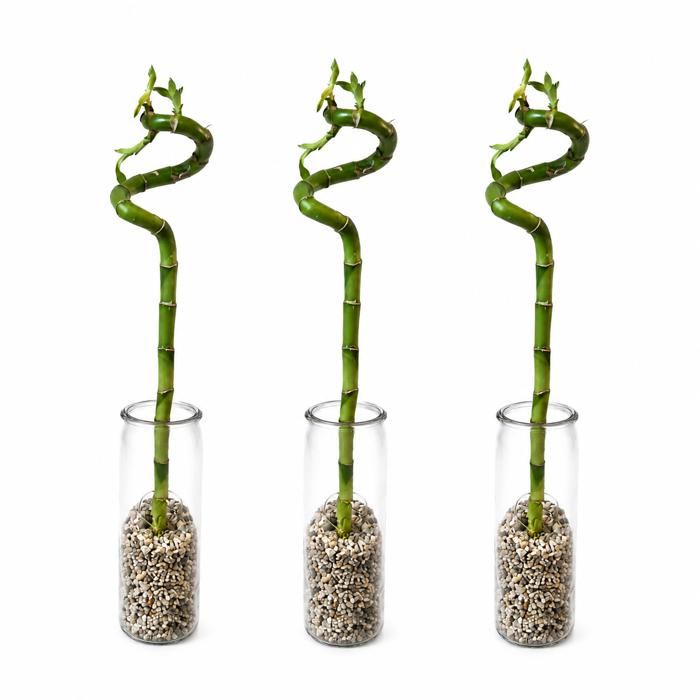 Lot complet de 3 Lucky Bamboo - Verre et galets - 40-45 cm - Dracaena Sanderia