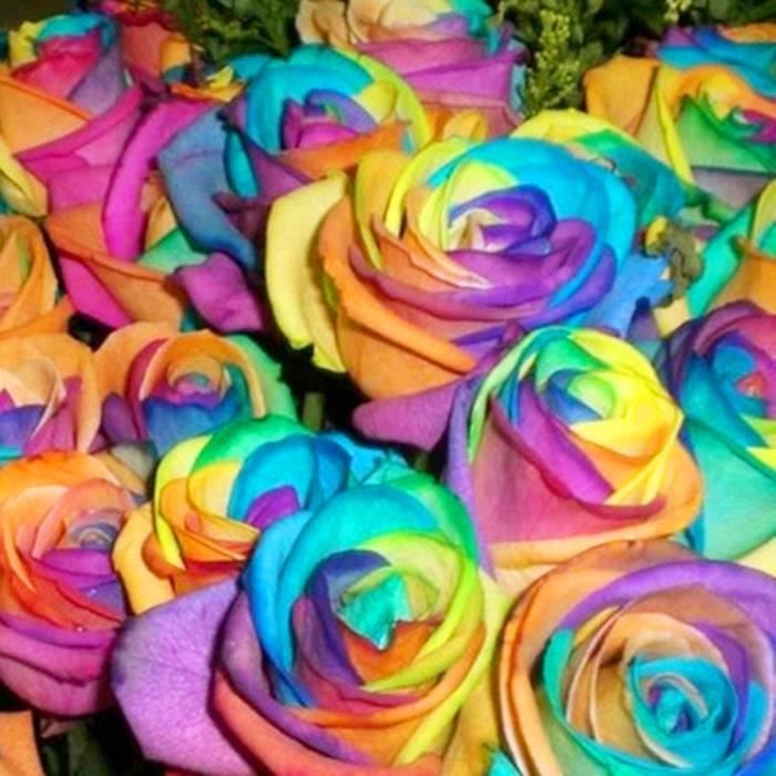 20pcs Graines De Rose Semer Valentin Jardin Fleurs Multicolore Achat Vente Graine Semence 20pcs Graines De Rose Semer Cdiscount