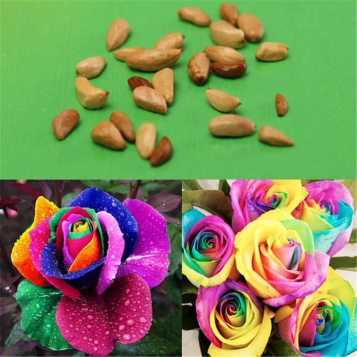 20pcs Graines de rose semer valentin jardin fleurs multicolore - Cdiscount  Jardin