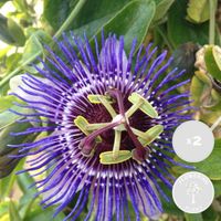 2x Passiflora Purple Haze – Passiflore – Plante grimpante – Facile d'entretien – D15 cm - H60-70 cm