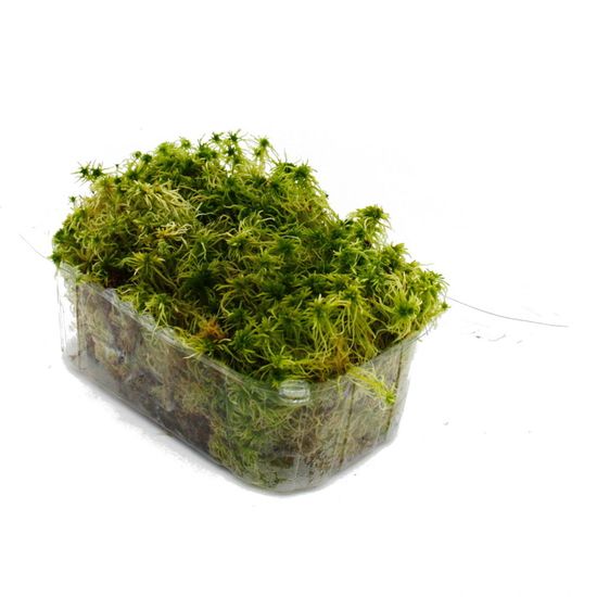 1 boîte de mousse véritable – Stickers décoratifs naturels à bricoler dans différentes variétés fraîches – DIY – Mousse d'Islande, mousse, bollenmousse (1 x mousse d'Islande verte