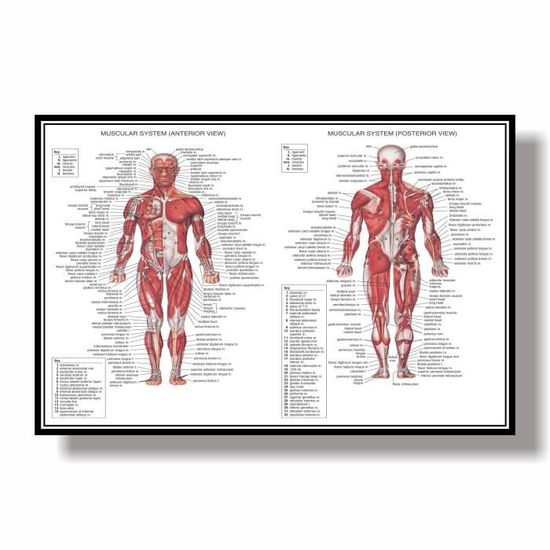 Diagram F Système Musculaire 2 | Quizlet
