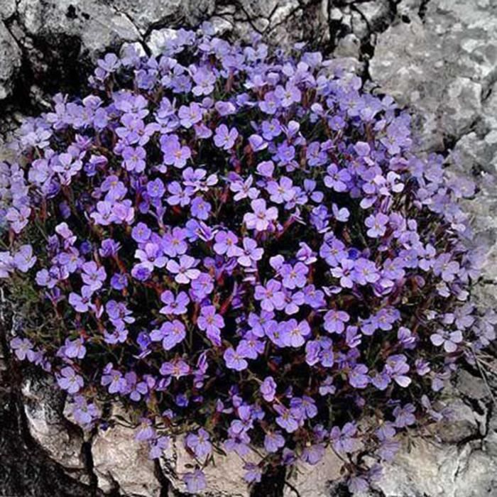 Graines De Fleurs 400pcs Somerway Graines De Thym Rampant Sac Pour La Plantation Graines De Fleurs Vivaces Graines De Bonsaï Pour Pelouse De Jardin Bleu 