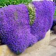GRAINE - SEMENCE  400 piècessac graines de thym rampantes à haut rendement graines de bonsaï vivaces faciles style-Light Purple1-1