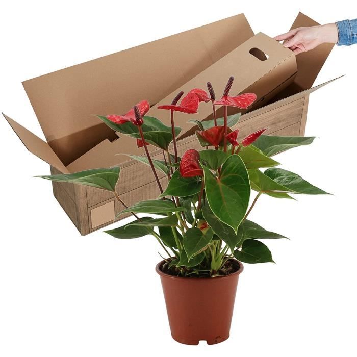 Plant In A Box - Langue De Feu Anthurium 'Alaska White' - Hauteur 55-70cm Pot 17cm - Plante D'Intérieur Fleurissante Blanche