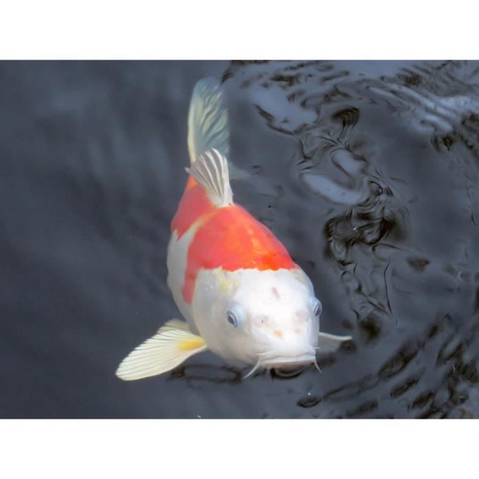 Poster Affiche Gros Plan Carpe Koi Blanche et Rouge 31cm x 41cm
