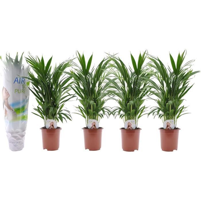 Happy Plants - Dypsis Lutescens - Plante D'intérieur Avec Panier Purificateur D Air Env 55 Cm Taille Du Pot 17