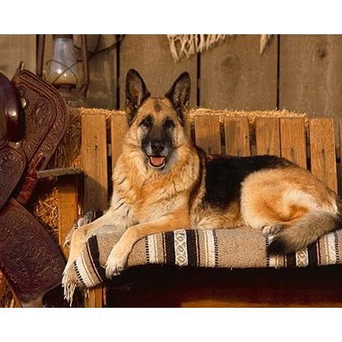 Kit Diamond Painting 5D Berger Allemand - 40x50cm | Loisir Créatif Avec Strass, Toile HD