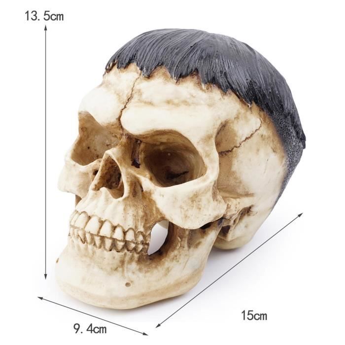 Crâne humain modèle 13 ans, Modèle Anatomique