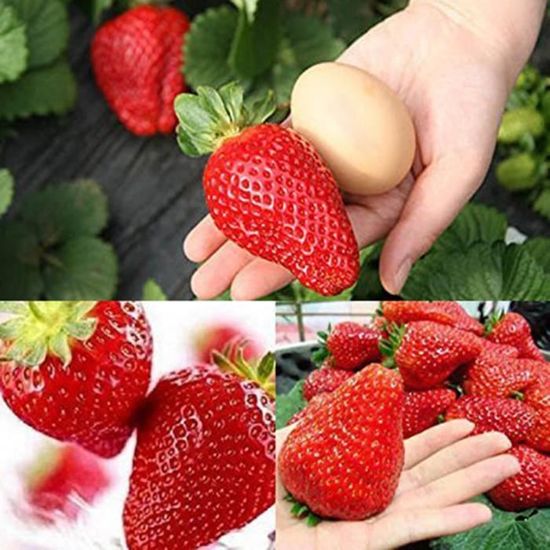300Pcs Graines de fraises géantes Jardin Cour Ferme Délicieux balcon Bonsaï Décor 1