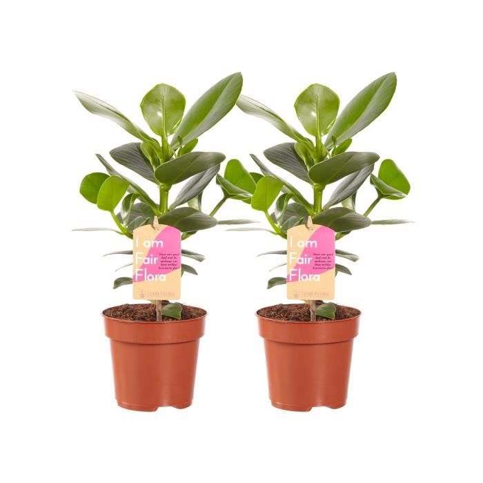 Clusia Princess Pommier Baumier 2 Plantes Plante D Interieur Hauteur 35 Cm Pot 12 Cm Entretien Facile Cdiscount Jardin