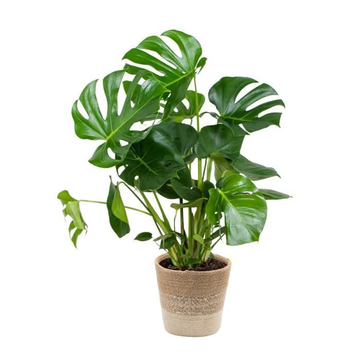 Monstera Deliciosa Incl. Panier en jute - Plante dintérieur - Purificateur dair - D21 cm - H70-80 cm