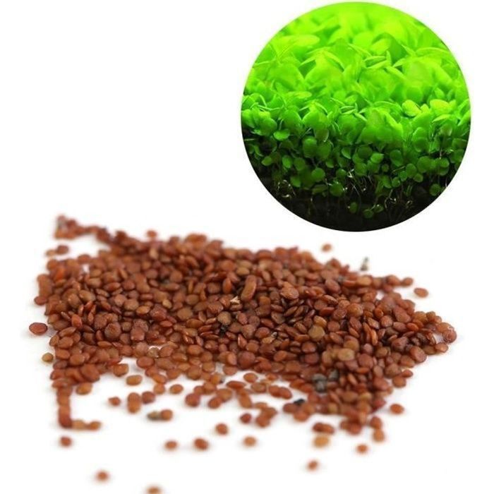 Comparer les prix de Graines de Plantes Aquatiques Hemianthus Callitrichoides - Mini Feuilles Facile à cultiver Décoration pour Bocal  PLANTE DAQUARIUM