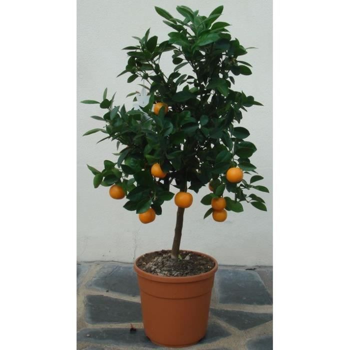 Calamondin Agrume Oranger D Interieur 7 Litres Achat Vente Jardiniere Bac A Fleur Calamondin Agrume Orange Cdiscount