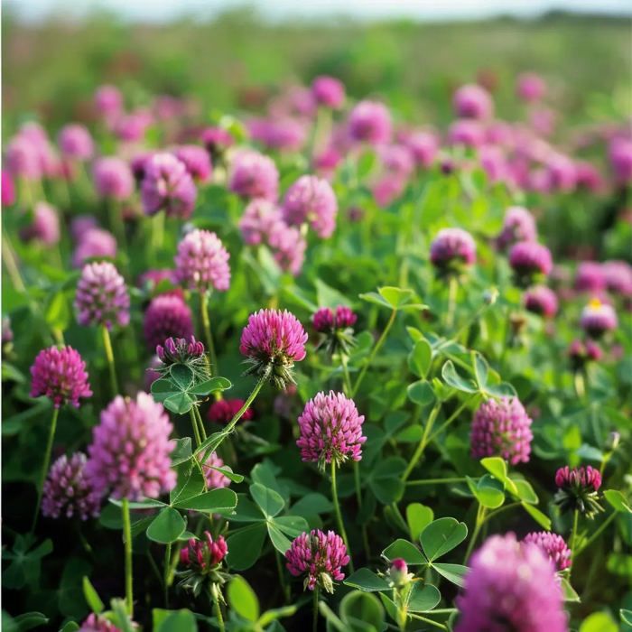 Graines De Trèfle Blanc - 50g Pour Sol Vivant Et Jardin Naturel | Couvre-sol Azoté, Prairie Fleurie, Engrais Vert - 3