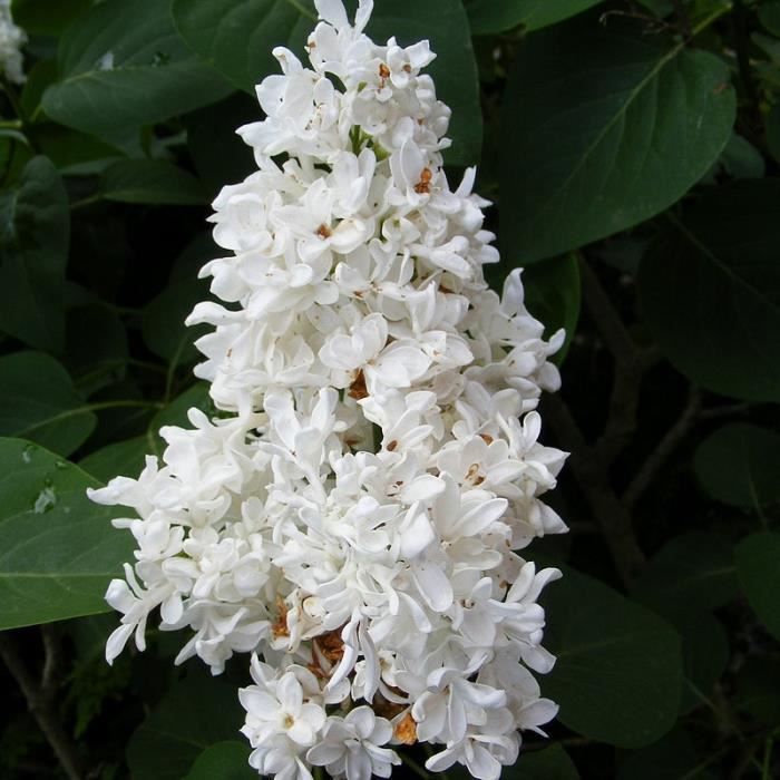 Syringa vulgaris 'Madame Lemoine' - Lilas blanc parfumé - Lilas commun à  fleurs doubles - Cdiscount Jardin