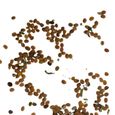 100pcs graines de safran 1-3