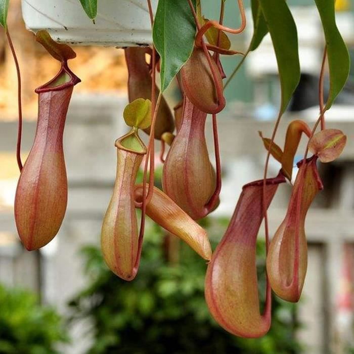Graines Népenthes Plantes Carnivores TOYHEART - 50 Graines Tropicales Maison | Plante Insectivore