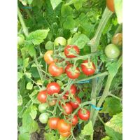 Sachet de  Tomate Cerise rouge - 0,5 g - légume fruit - LES GRAINES BOCQUET